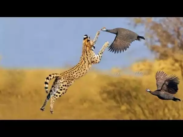Video: Amazing WILD CATS Taking Down Birds Midair including Caracals, Servals, Leopard